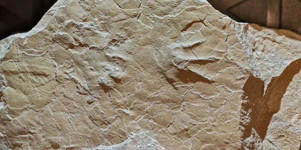 “亚洲首例”，小学生意外发现！